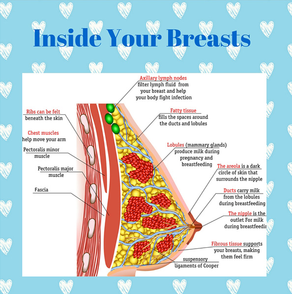 https://www.becomingateen.co.uk/Content/UserContent/images/Advice-Blog/anatomy-of-breast.jpg